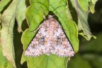 Hecatera dysodea