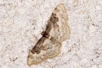 Idaea rusticata