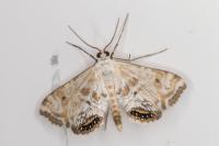 Cataclysta lemnata