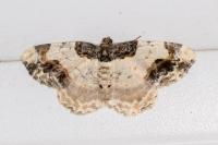 Ligdia adustata
