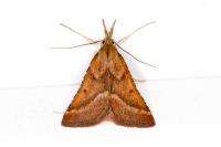 Synaphe punctalis
