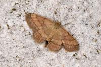 Scopula rubiginata