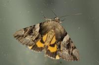 Catocala fulminea