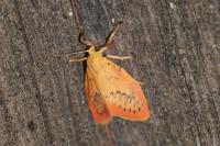 Miltochrista miniata