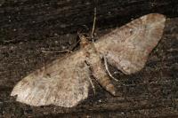 Eupithecia millefoliata