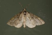 Tephronia sepiaria
