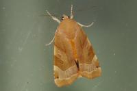 Noctua fimbriata