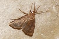 Rusina ferruginea