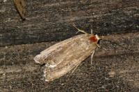 Spodoptera exigua