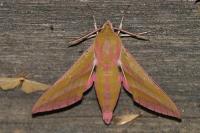 Deilephila elpenor