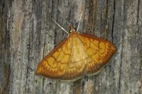 Ecpyrrhorrhoe rubiginalis