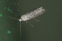 Yponomeuta padella