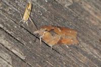 Acleris hastiana