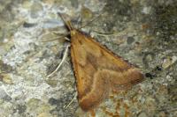 Synaphe punctalis