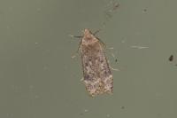 Anacampsis
