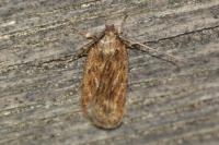 Depressaria daucella
