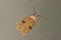 Agonopterix propinquella