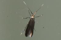 Coleophora