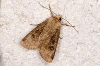 Agrotis segetum
