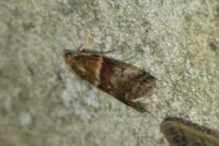 Acrobasis repandana
