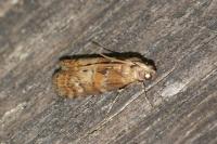 Phycita roborella
