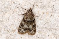 Eudonia mercurella