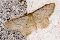 Idaea fuscovenosa