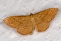 Idaea ochrata