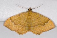 Camptogramma bilineata