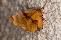 Selenia lunularia