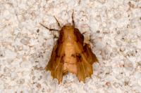 Selenia lunularia