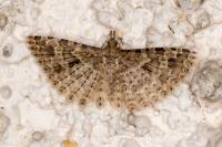 Alucita hexadactyla
