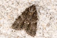 Acronicta rumicis