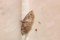 Alucita hexadactyla