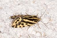 Emmelia trabealis