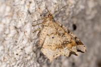 Macaria alternata