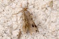 Macaria alternata