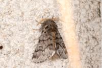 Thaumetopoea pityocampa