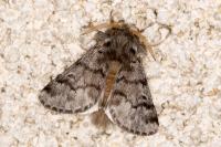 Thaumetopoea pityocampa