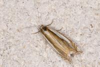 Crambus pascuella