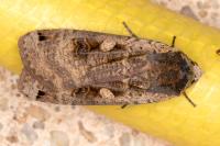 Noctua pronuba