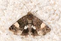 Tyta luctuosa