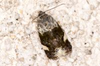 Acontia lucida