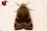 Noctua janthe/janthina