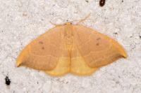 Watsonalla binaria