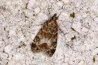 Eudonia mercurella