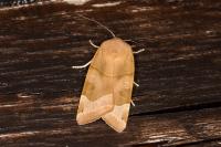 Noctua fimbriata