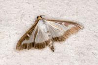 Cydalima perspectalis