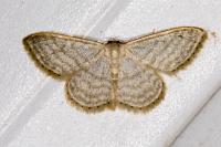Idaea sylvestraria