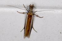 Pleurota aristella